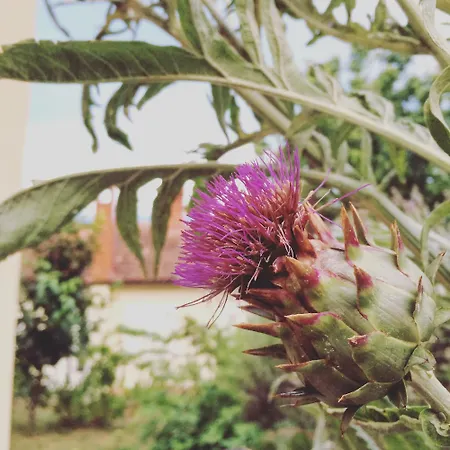Pomalo - In *